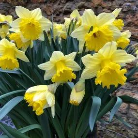Irish Luck Daffodil (Narcissus Irish Luck) Img 4